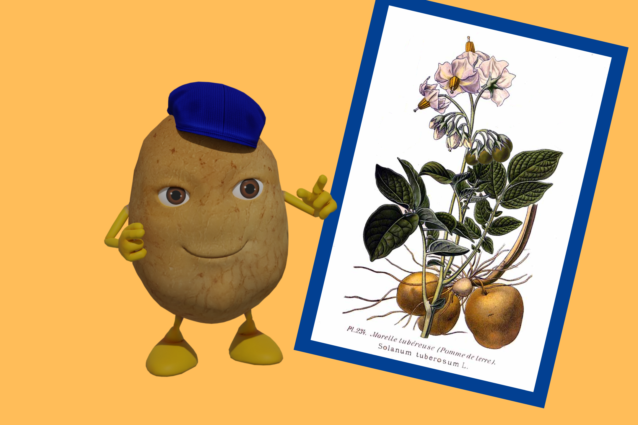 Pflanzenkunde: Die Teile der Kartoffelpflanze