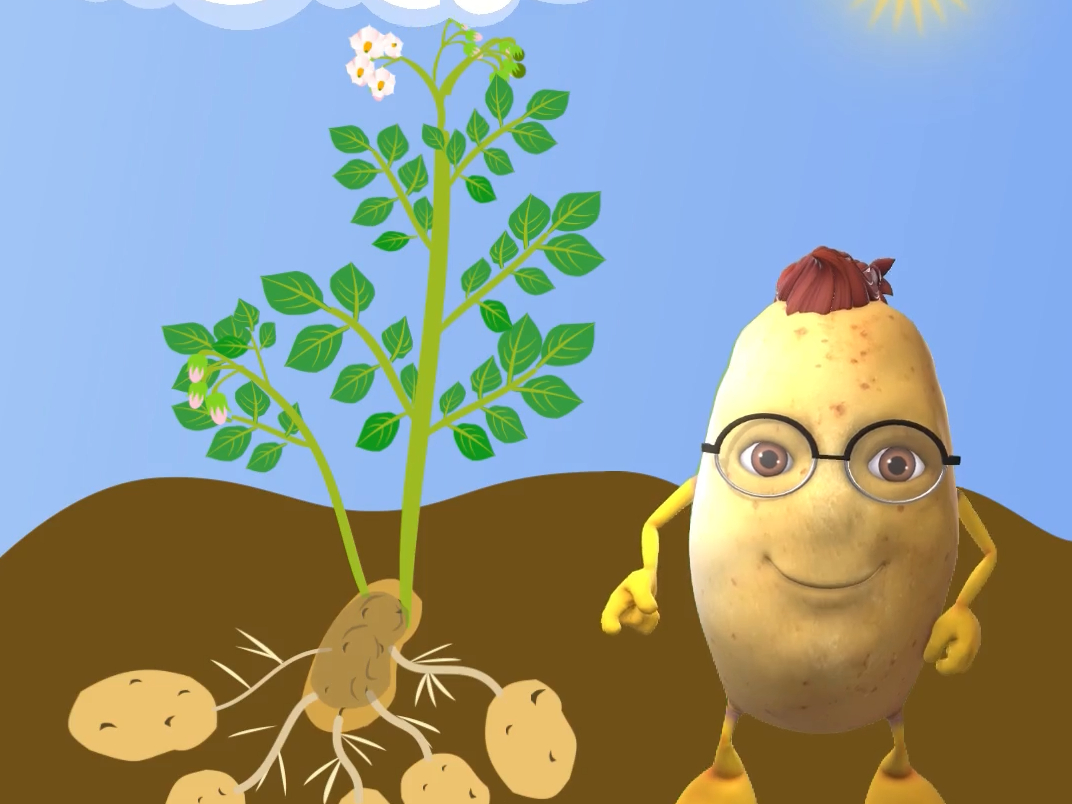Erklärvideo: So wachsen Kartoffeln